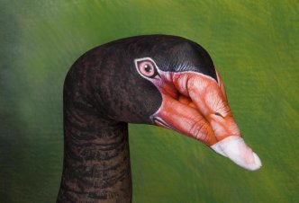 Swan Australian Black Swan - Ph. Guido 